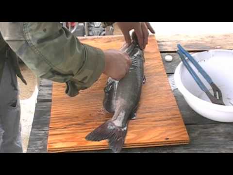 Quickest way to clean a catfish without skinning it. from YouTube · High Definition · Duration: 4 minutes 16 seconds · 9,000+ views · uploaded on 3/30/2013 · uploaded by Jeff Smith Quickest way to clean a catfish without skinning it. from YouTube · High Definition · Duration: 4 minutes 16 seconds · 9,000+ views · uploaded on 3/30/2013 · uploaded by Jeff Smith