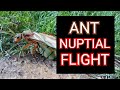 Ant Nuptial Flight
