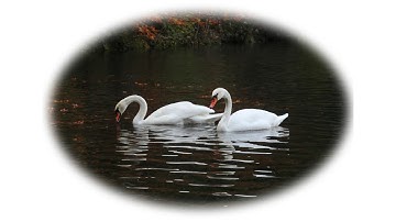 FAST & EASY! Oval Photo Frame - Photoshop Tutorial