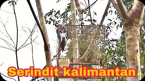Bunyi serindit,cocok buat pancingan serindit yg macet bunyi