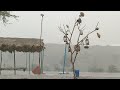 Rain in thar desert