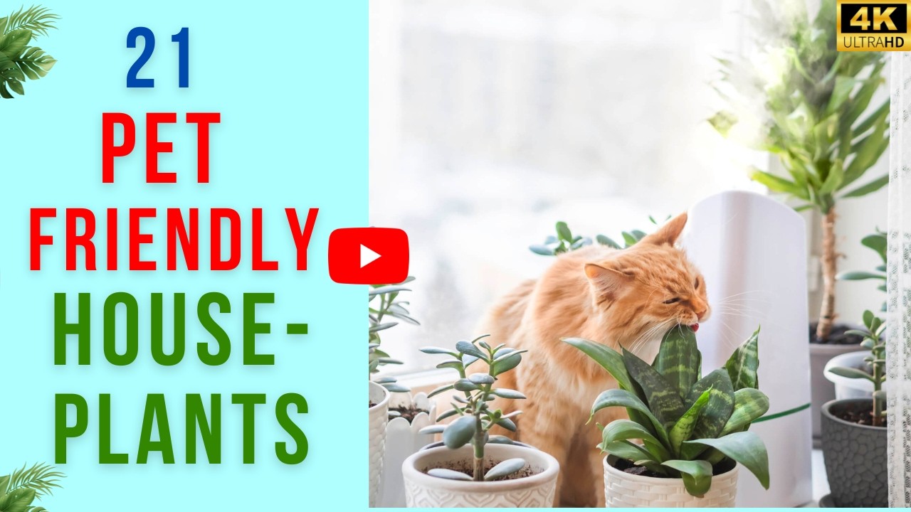 21 Pet Friendly Houseplants | Non Toxic Plants