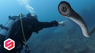 12 HEWAN LAUT PALING ANEH & MENGERIKAN! No. 5 Seperti Alien!