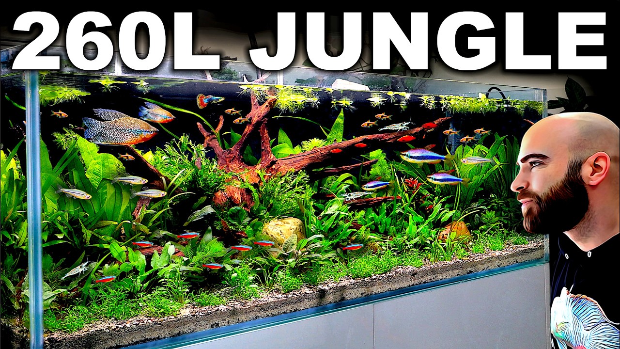 260L Aquarium Build: MINDBLOWING Jungle Community Tank (NO CO2 Aquascape Tutorial)