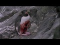 Penguins: the hunters become the hunted.