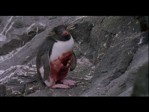 Penguins: the hunters become the hunted.