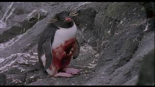 Пингвины: охотники становятся добычей.