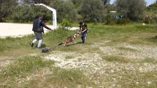 Ivan Apbt - Sled Weight Pulling - Trix And Sports Dog Club Greece