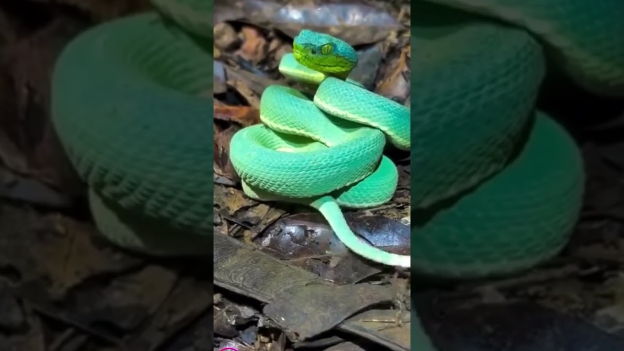 Comment about this snake 