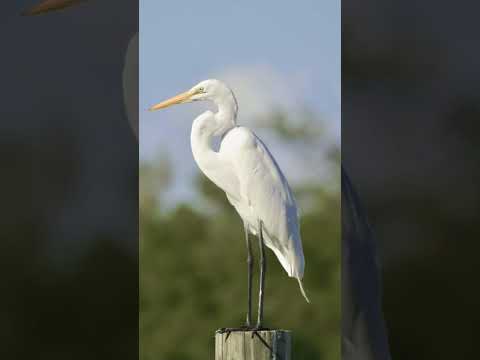 Great Egret perched