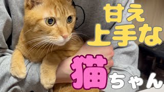 甘え上手の茶トラ猫が可愛すぎて癒されます