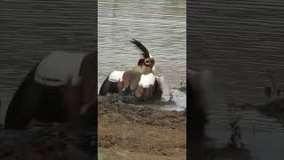 Territorial Brawl Unfolds Among Two Male Egyptian Geese