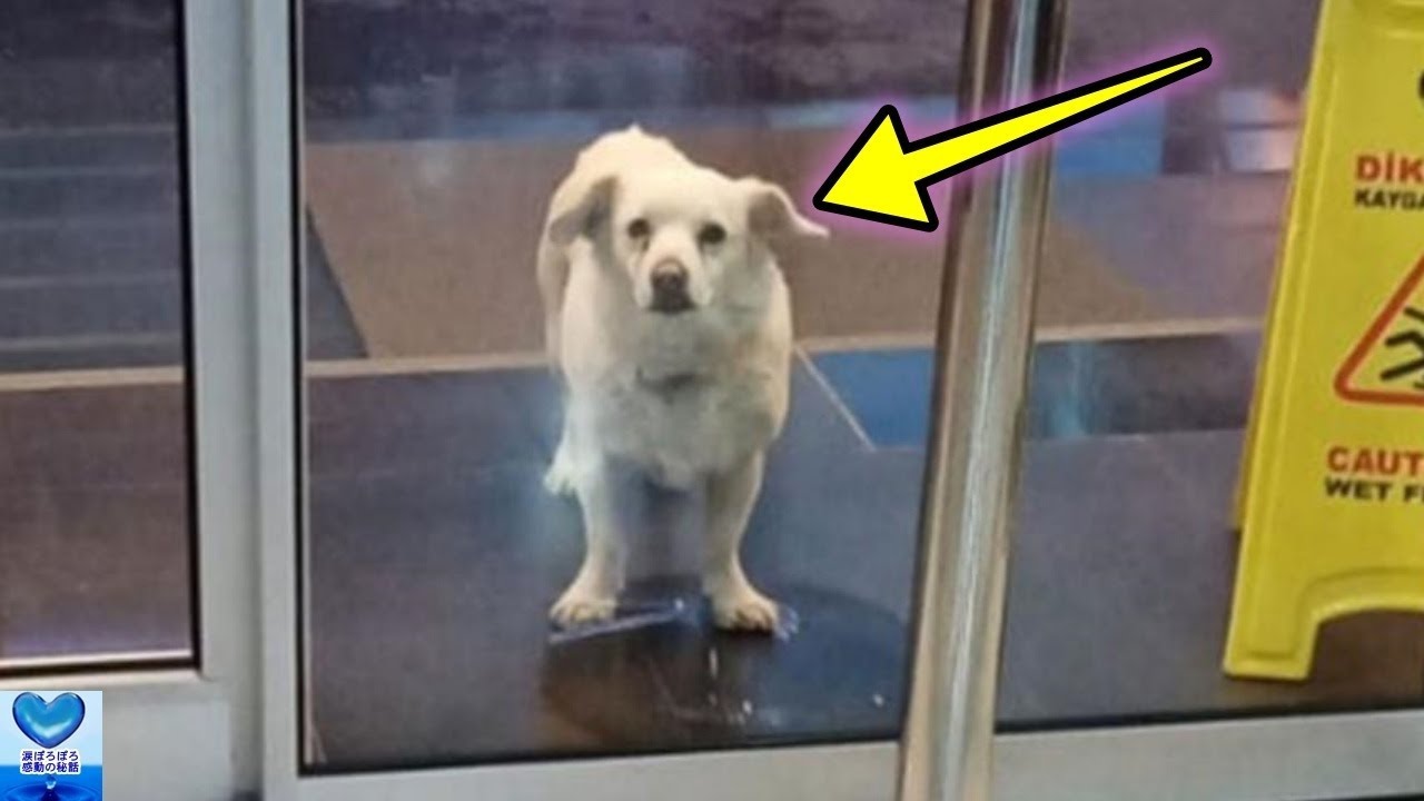 飼い主の乗った救急車を追い退院する日まで病院の前で待ち続けた犬 感動 Youtube