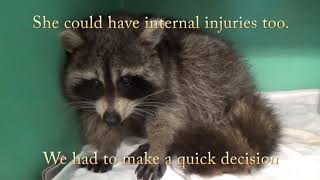 Darla the raccoon by Woodlands Wildlife Sanctuary 1,728 views 5 years ago 2 minutes, 29 seconds