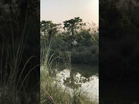 Rhino encounter Chitwan