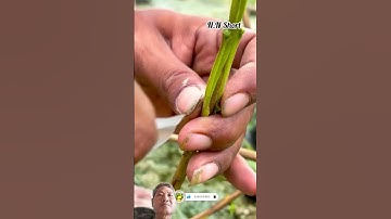 xem cách ghép nhánh cây ổi không cắt rời nhắn trên thân cây