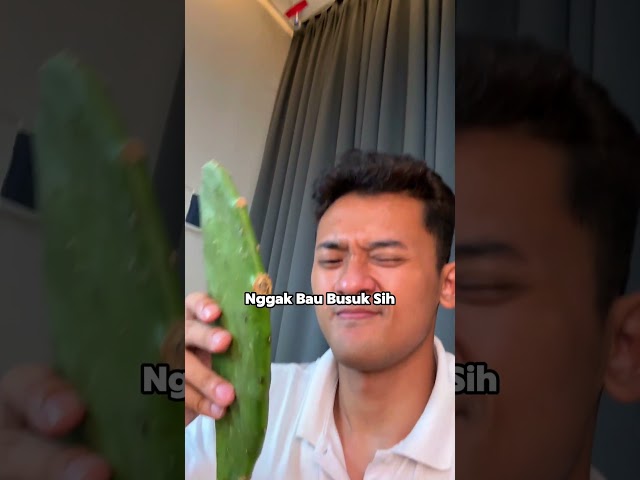 Makan Kaktus Goreng class=