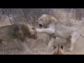 Lions fight,  creature of combat