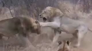 Lions fight, creature of combat