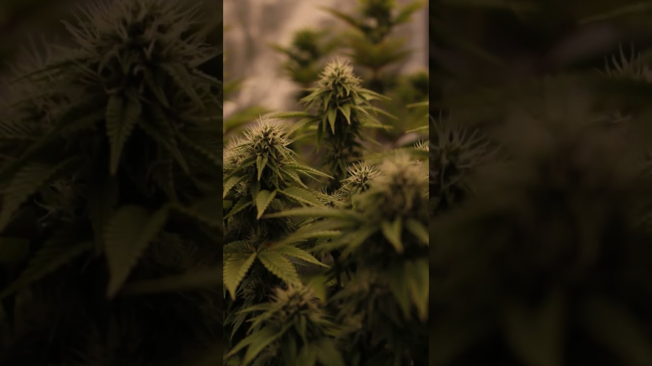 Runtz x Layercake 🫐🍰