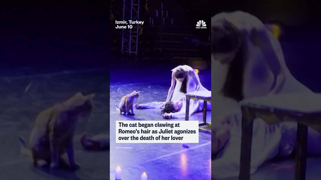 Cat steals the show during Romeo & Juliet performance