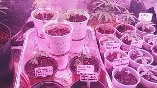 Plant Life