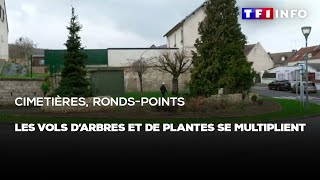 Cimetières, ronds points : les vols d'arbres et de plantes se multiplient