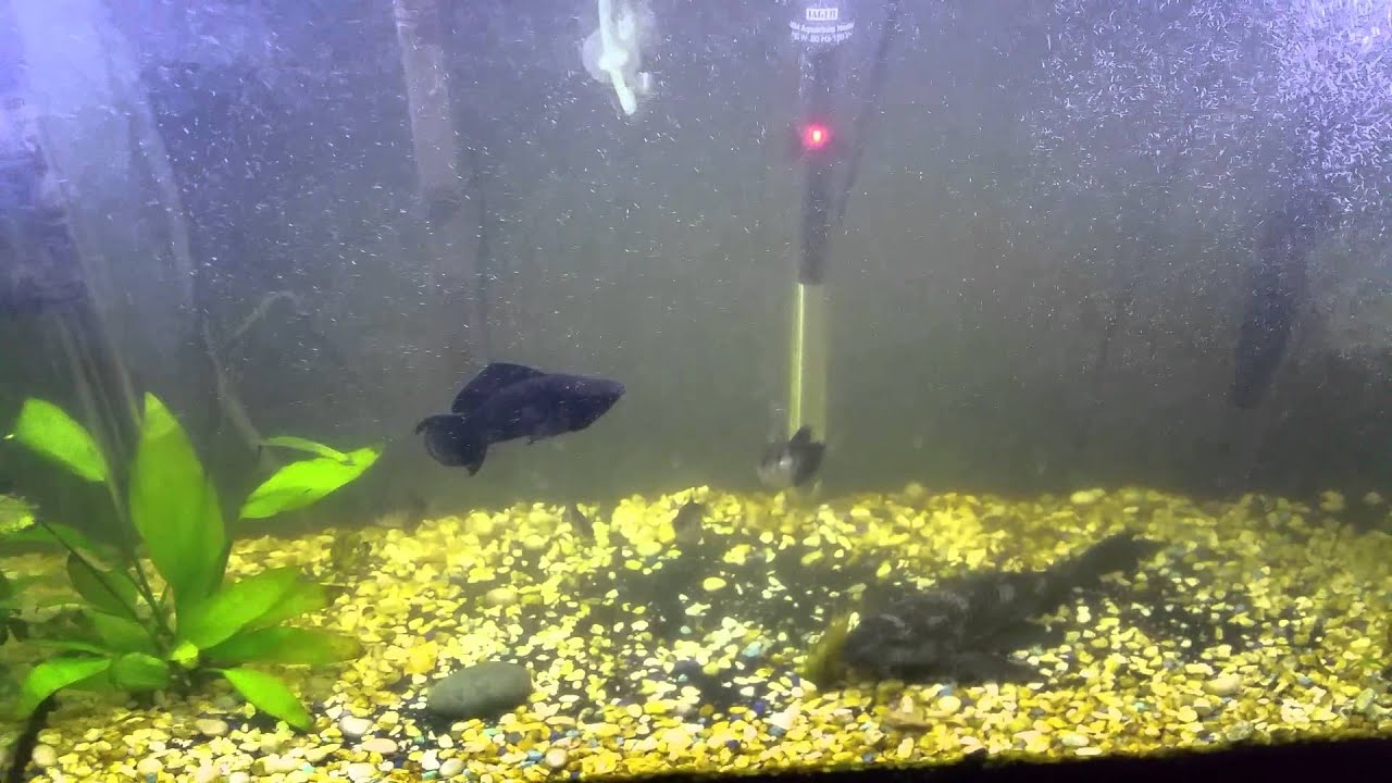 What to do with your aquarium during a blackout YouTube