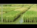 Как и где выращивают рис