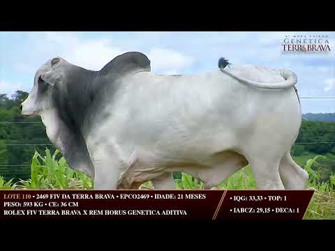 LOTE 110   EPCO 2469