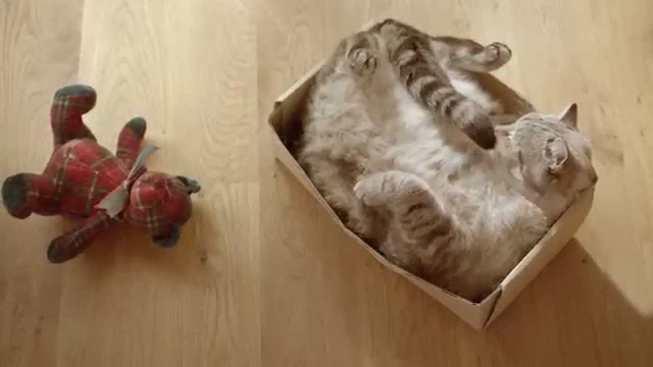 camera iphone 8 plus apk Overweight Pets: Funny Or Sad?