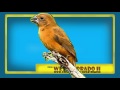 canto de fêmea de azulão, cantos pássaros Bluebird female song corner, Bird songs