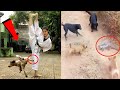 जानवरो के ऐसे कारनामे देखकर आप भी दंग रह जायेंगे | Funny Animal Moments Caught On Camera Part 31