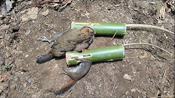 Wild Trap: Create an awesome traps to catch squirrel and red junglefowl in the Jungle.