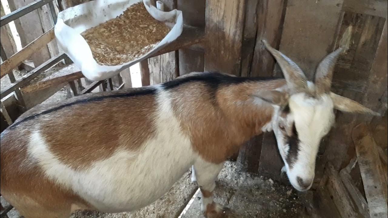 Native Jamaican Goats hillsfarm876 goats LearnAsWeGo YouTube
