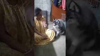 #Bholu is a sweet boy#husky #howling #talking