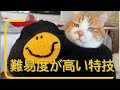 人間の赤ちゃんみたいなお包み猫!あーにゃんの得意の季節が到来!