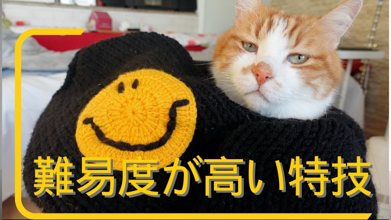 人間の赤ちゃんみたいなお包み猫！あーにゃんの得意の季節が到来