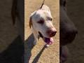 今日で一ヶ月🥰早いね〜#保護犬 #保護犬との暮らし #ラブラドールレトリバー #dog #dogshorts #dogrescue #labrador #labradorretriever