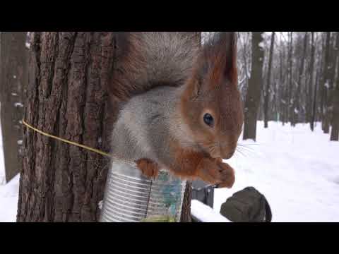 Копия Копии и другие белки / A copy of Copy and other squirrels