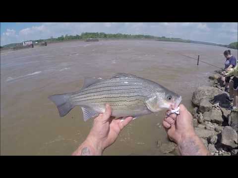 Meat Fishing for Hybrid Striped Bass