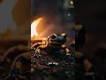 السمندل الناري محارب يتحدى النار والسموم 