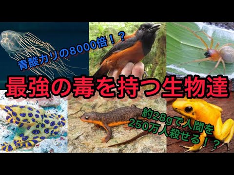 【もはや生物兵器】最強の毒を持つ生物ランキングTOP10 - YouTube