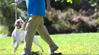 SPCA Pitt Bulls