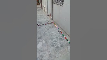 new type of big Domino