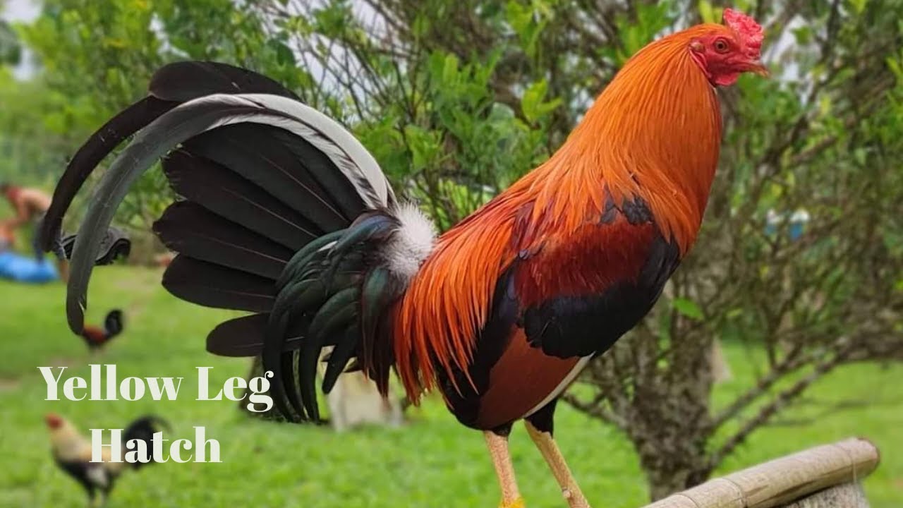 Pie De Cria, Gallo Yellow Leg Hatch ,Gallina Yellow Leg Hatch y Gallina