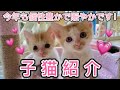 【子猫】今年も賑やかなスタート！個性豊かな子猫達です！