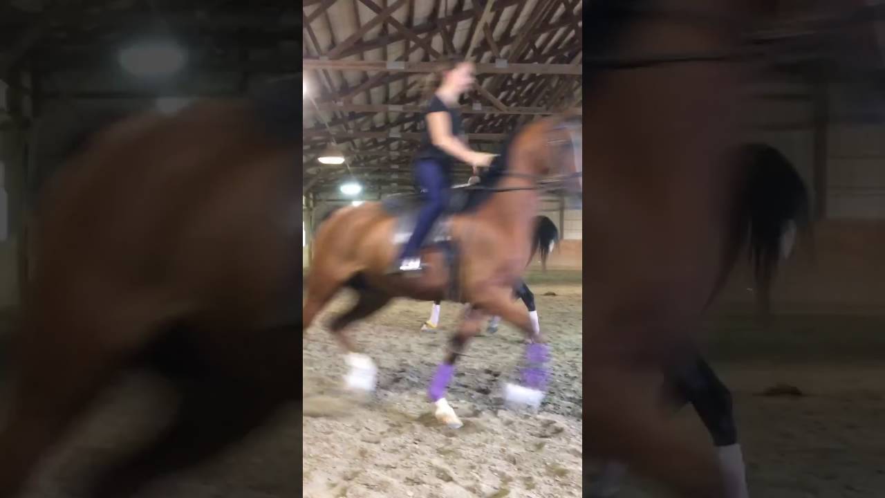 Grace Stimson Klied/Triss 8/16