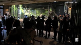 双子パンダ、一般公開始まる　14日まで当選者のみ　東京・上野動物園