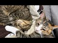 仲が良いのか悪いのか分からない保護猫ののんくんとひなちゃん( ^ω^ )
